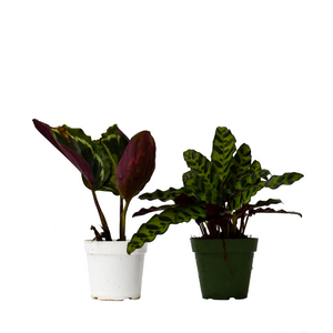 Calathea Plant 2-pack Variety in 4" Pots