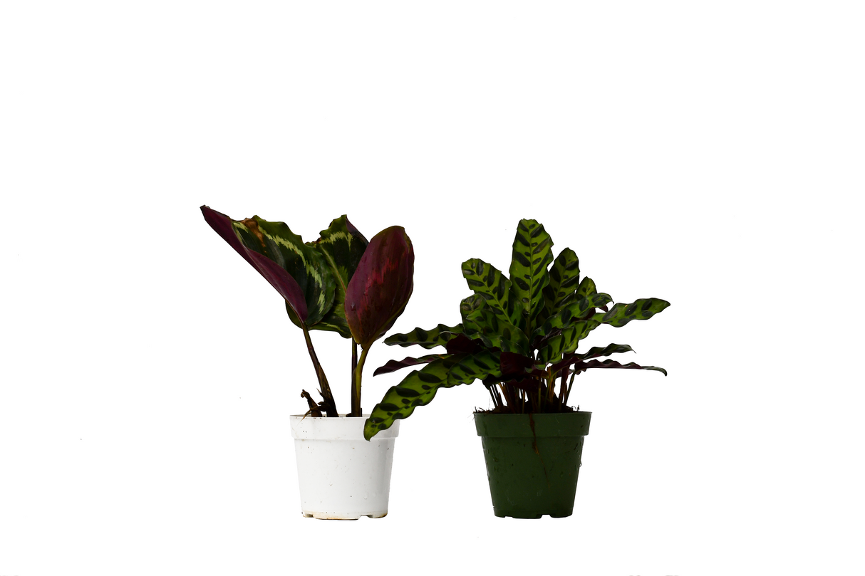 Calathea Plant 2-pack Variety in 4" Pots