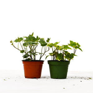 English Ivy  2 Pack Plants Variety  - 4" Pot