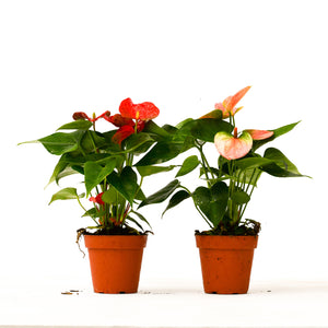 Two Anthurium Variety Pack - 4" Pots