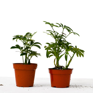 Schefflera Plants 2 Pack Variety - 4" Pot