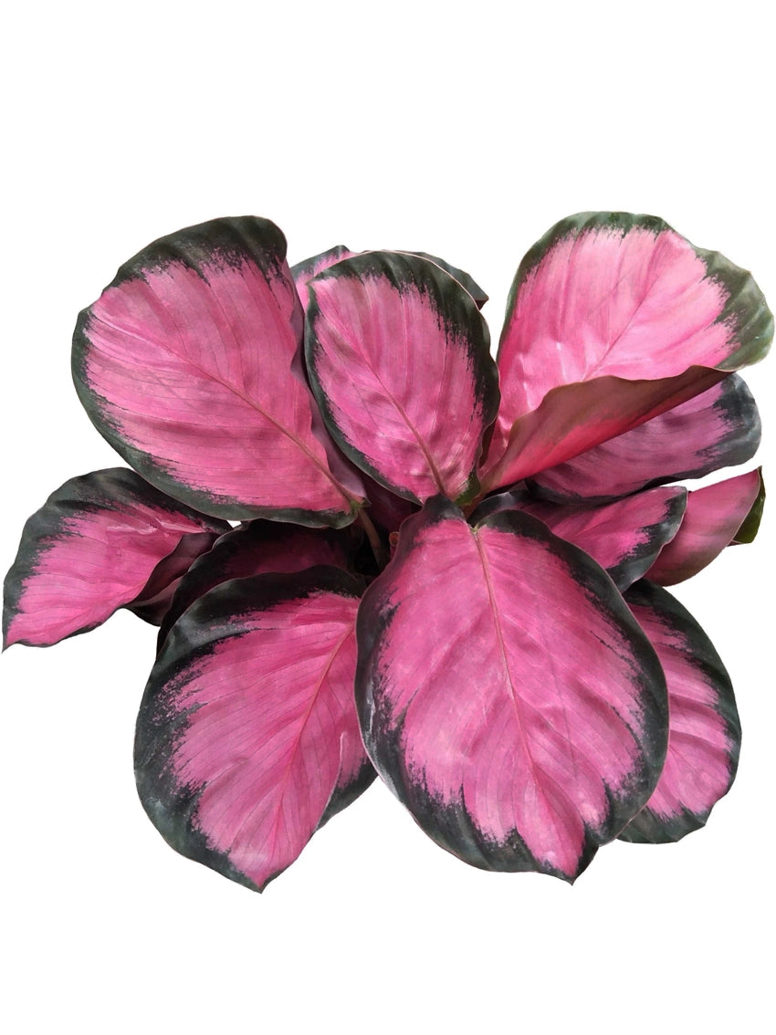 Calathea 'Purple Rose'