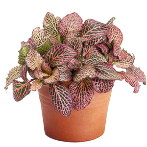 Fittonia 'Pink'